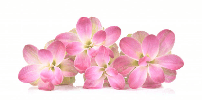Img - flowers